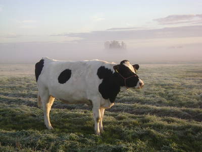 Boerderij Hazenveld koe
